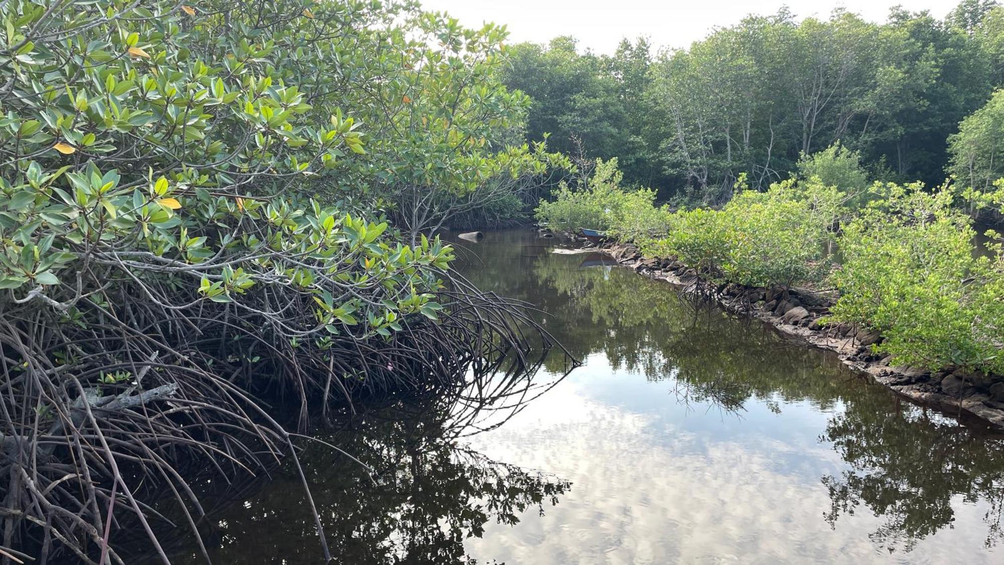 Mangrove Inn Karimunjawa Kültér fotó
